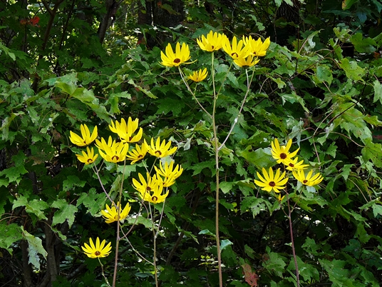 {Helianthus atrorubens}